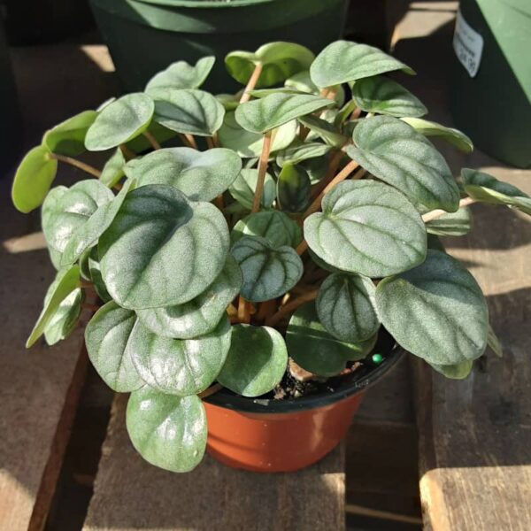 peperomia frost