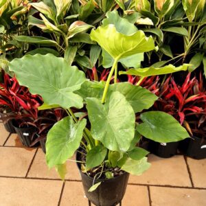 alocasia odora