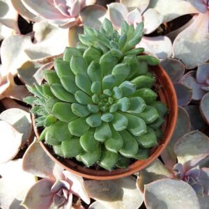 echeveria runyonii