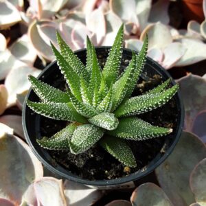 haworthia big band