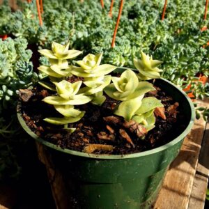 crassula perforata string of button