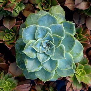 echeveria imbricata green