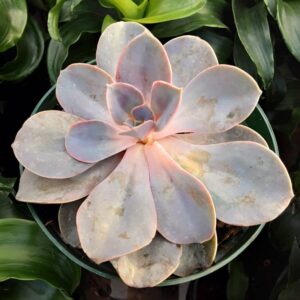 echeveria perle von nurnberg