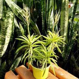 peperomia string bean