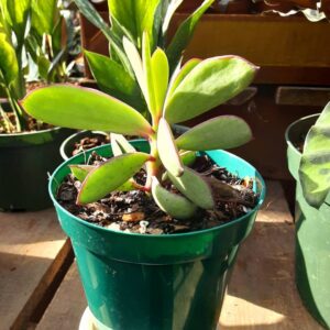 senecio crassissimus propeller