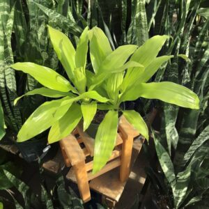 dracena lime light