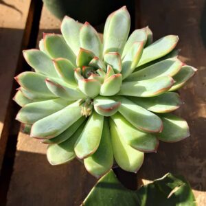 echeveria derenosa