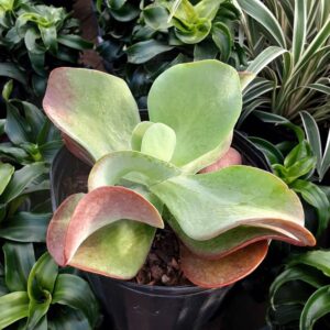 kalanchoe flapjack