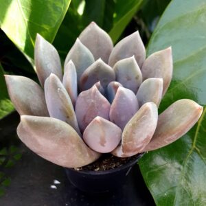 pachyveria draco