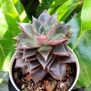 echeveria dondo