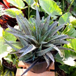 mangave pineapple express