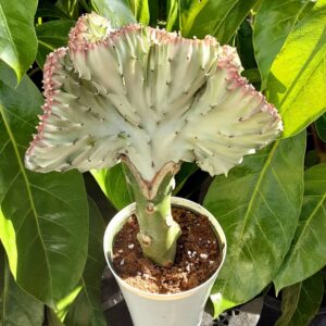 euphorbia lactea coral cactus