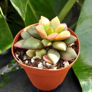 crassula rufescens variegata