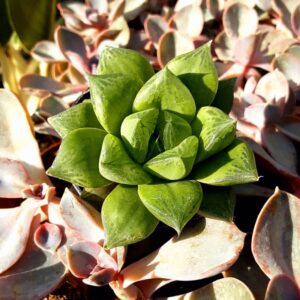 haworthia cymbiformis