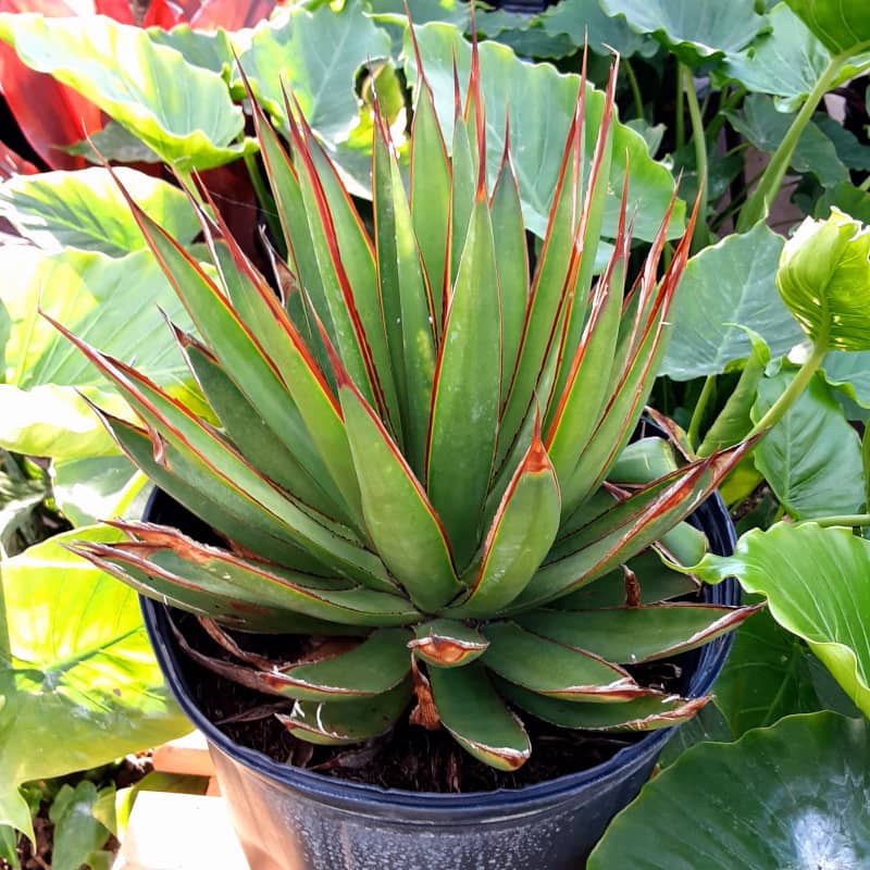 agave green glow