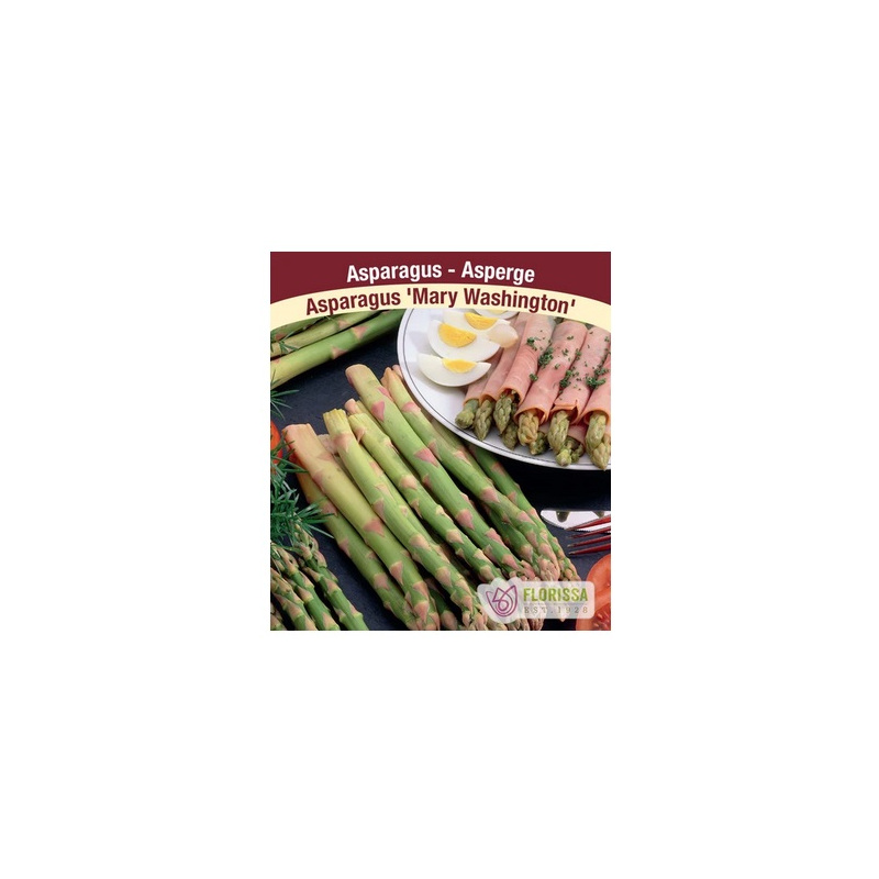 Asperge Mary Washington asparagus