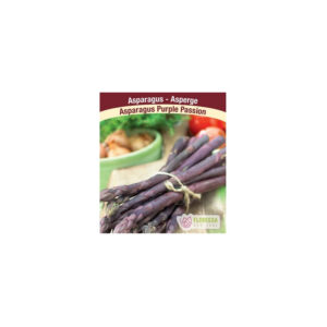 Asperge Purple Passion asparagus