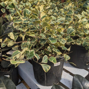 Ficus Triangularis