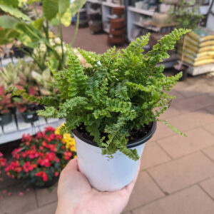 Fougère Fluffy Ruffles