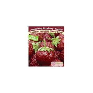 Fraisier Cherry Berry strawberry