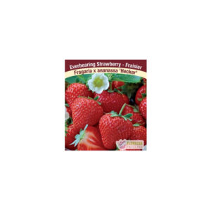 Fraisier Hecker strawberry
