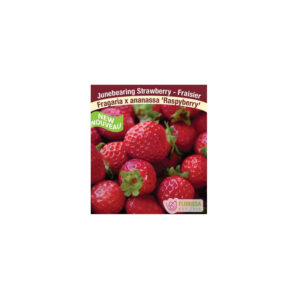 Fraisier Raspyberry strawberry