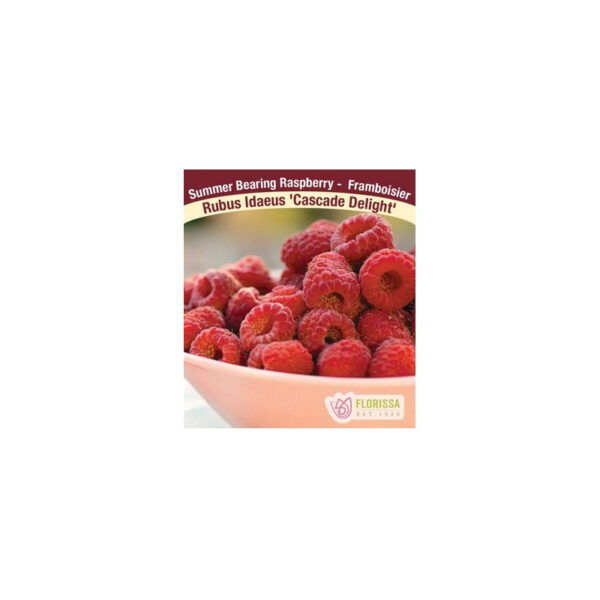 Framboisier Cascade Delight raspberry