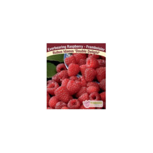 Framboisier Double Delight raspberry