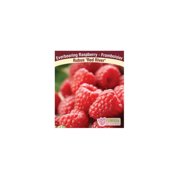 Framboisier Red River raspberry