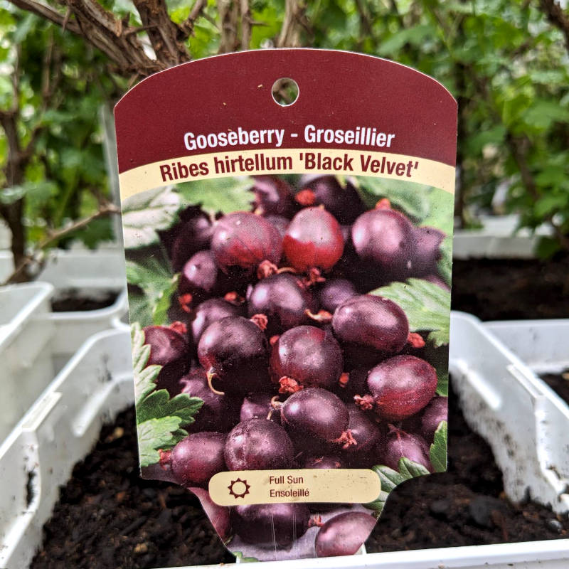 Groseillier Black Velvet