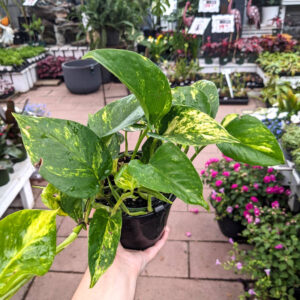 Pothos Hawaiian