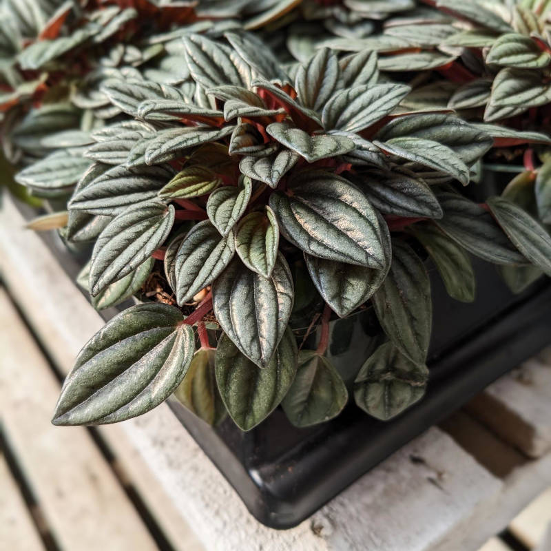 Peperomia San Marino