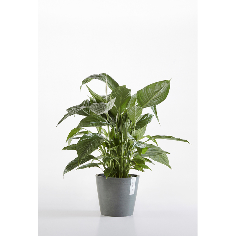 Pot Ecopots Amsterdam