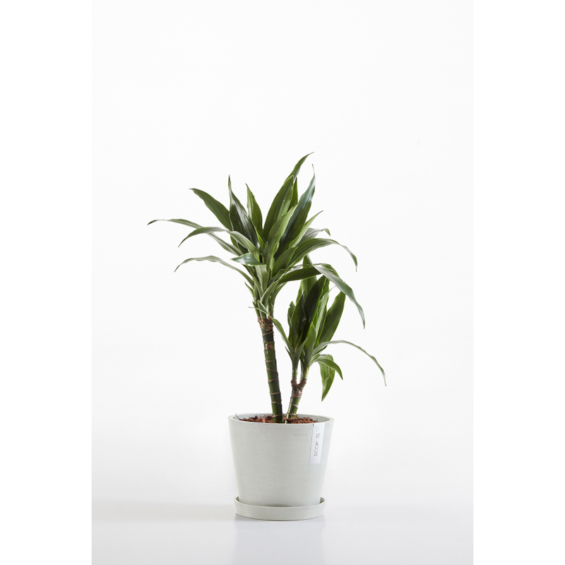 Pot Ecopots Amsterdam