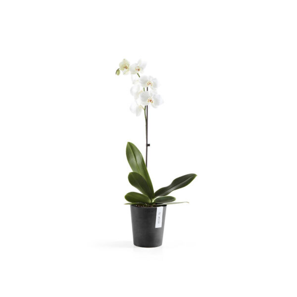 Ecopots pot orchidée morinda