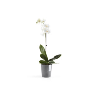 Ecopots pot orchidée