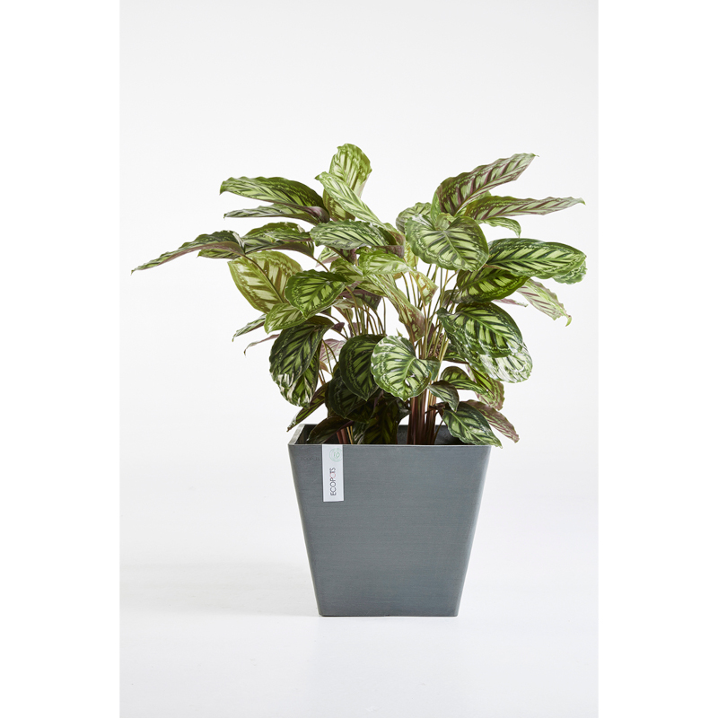 Pot Ecopots rotterdam