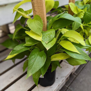 Pothos sur pôle