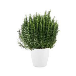 romarin rosemary fines herbes