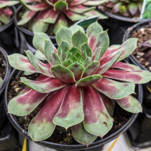Sempervivum Ruby Heart