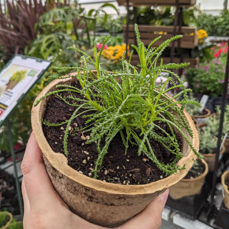 Santoline Herbe Olive