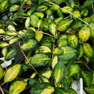 Vinca Minor Illumination