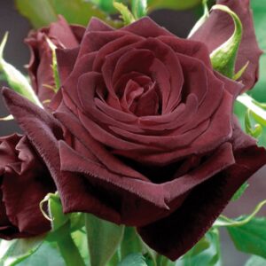 rosier black baccara rosa
