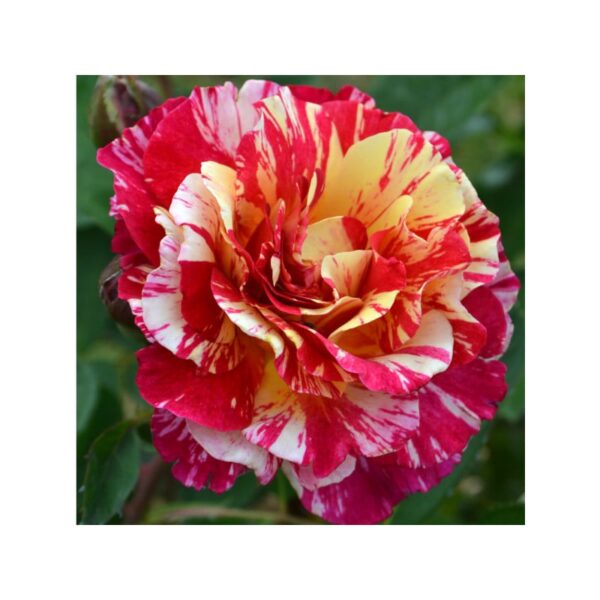 rosier hybride maurice utrillo