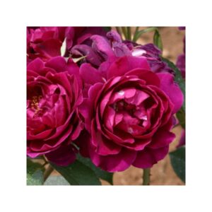 rosier intrigue rosa