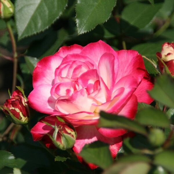 rosier cherry parfait rosa rose