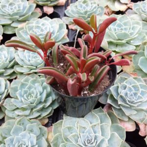 peperomia graveolens