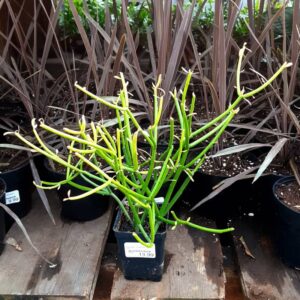 euphorbia firesticks