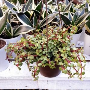 portulacaria elephant bush