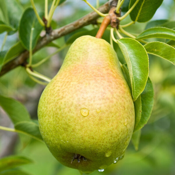 Poirier Barlett pear tree